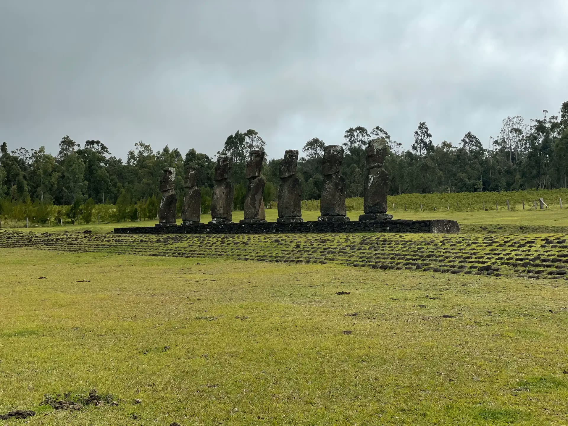 The seven moai of Ahu Akivi standing in a row inland, with trees behind