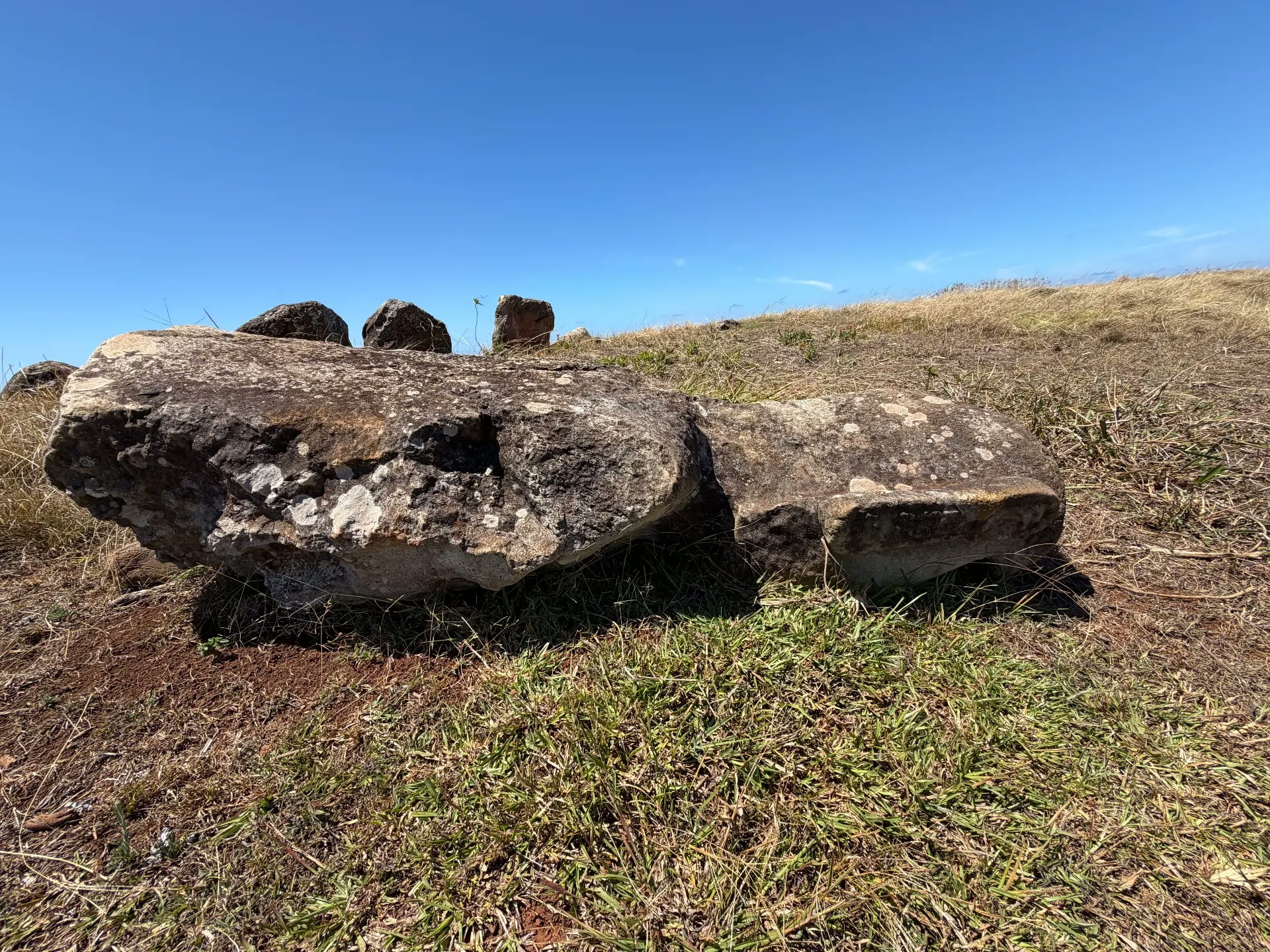 A toppled moai lying in the grass on Poike